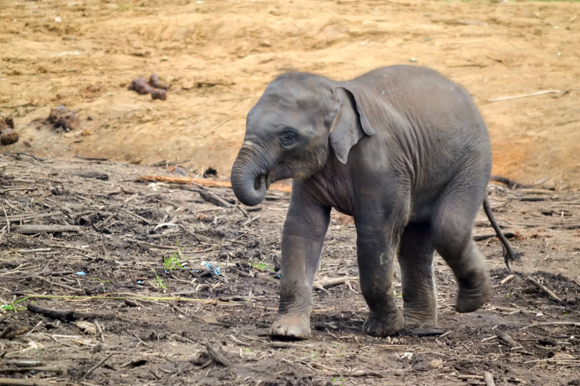 Pinnawala Elephant Orphanage