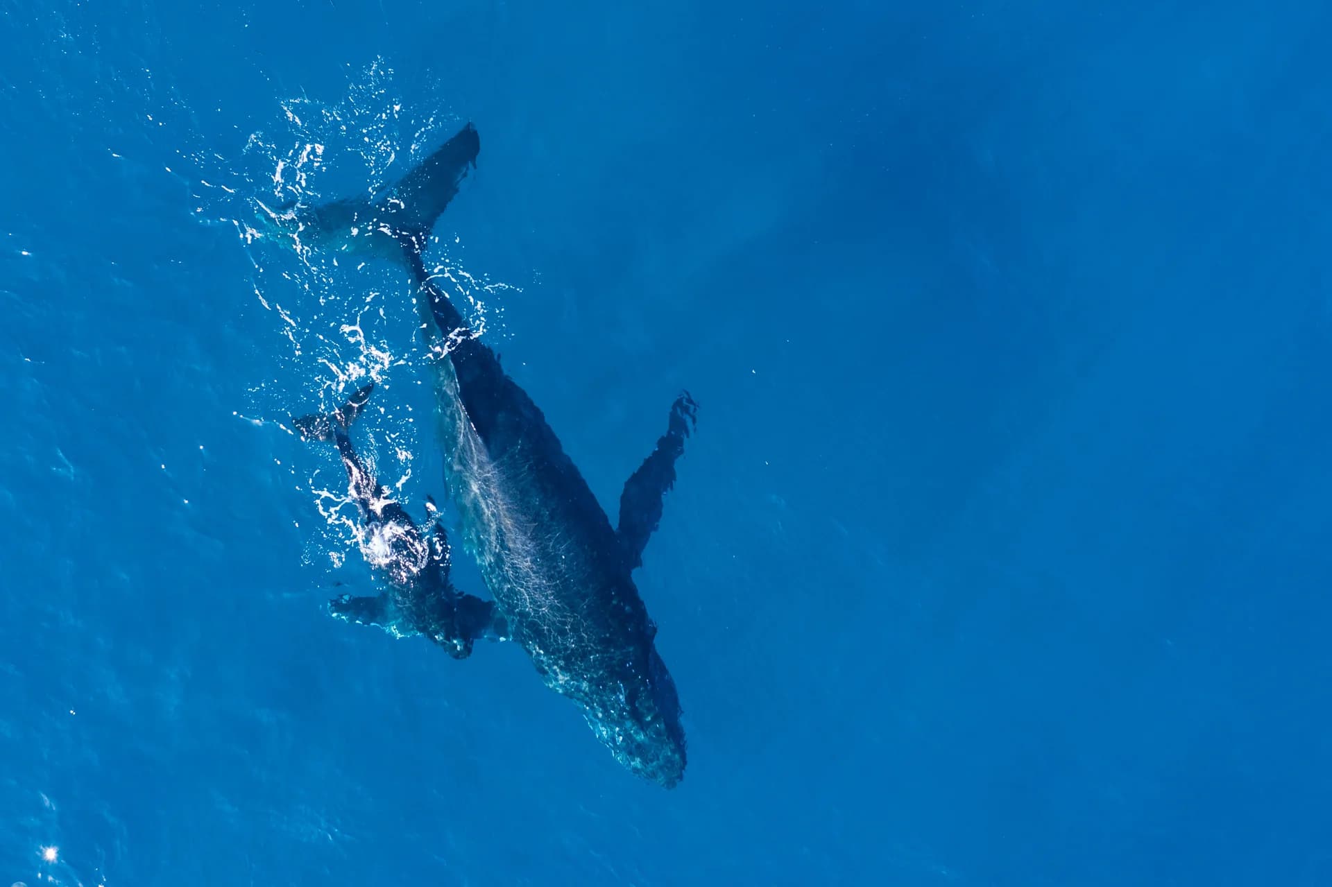 Whales Watching