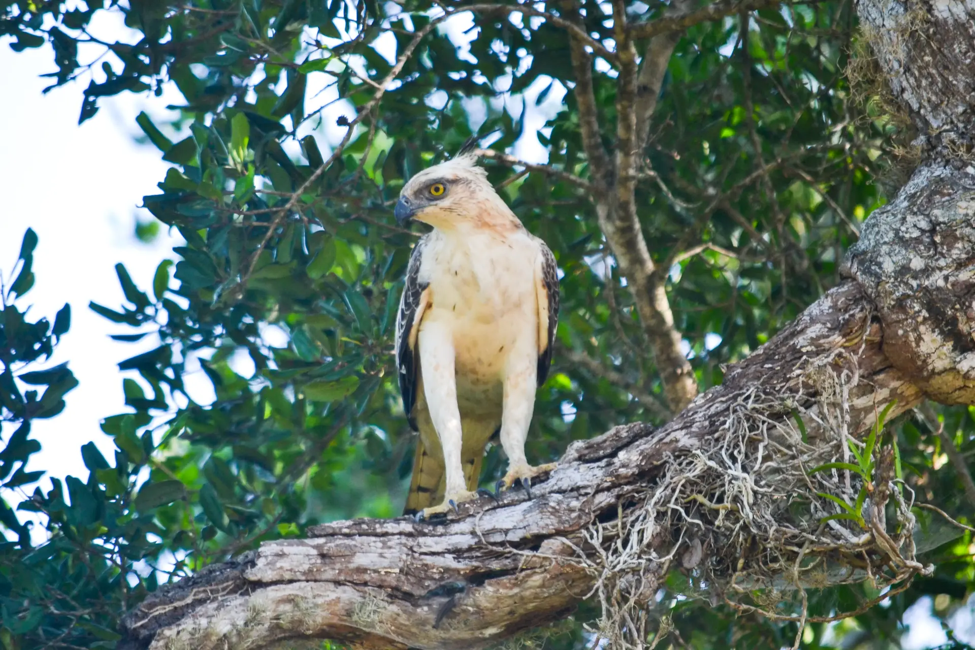 Sri Lanka Wildlife Safari